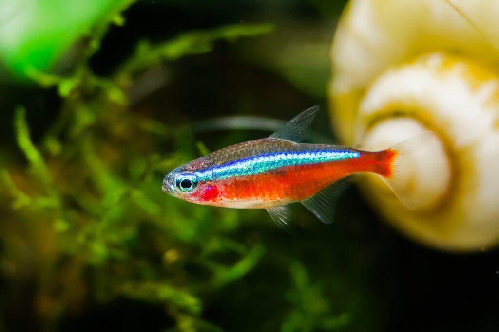 neon tetra