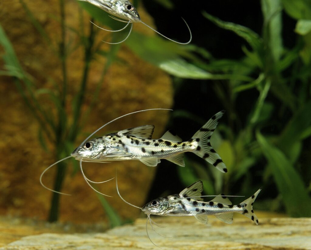 pictus catfish