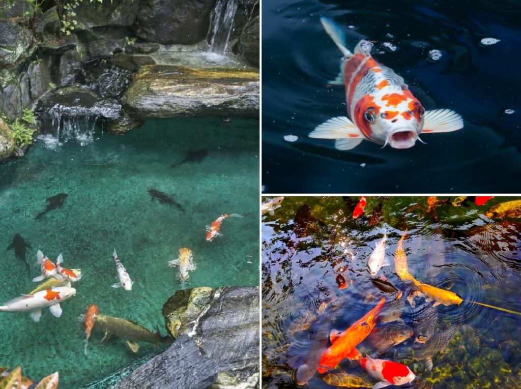 Types of Koi Fish 