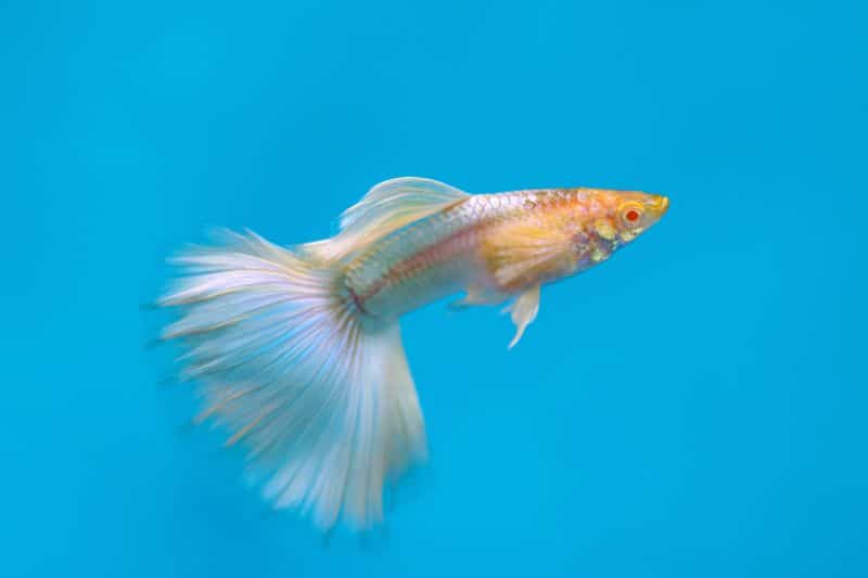 Albino Guppy