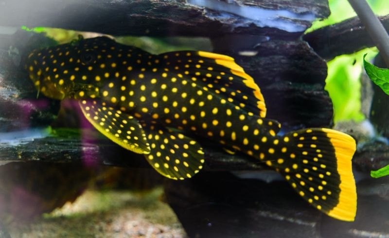 Aquascaping for Gold Nugget Plecostomus