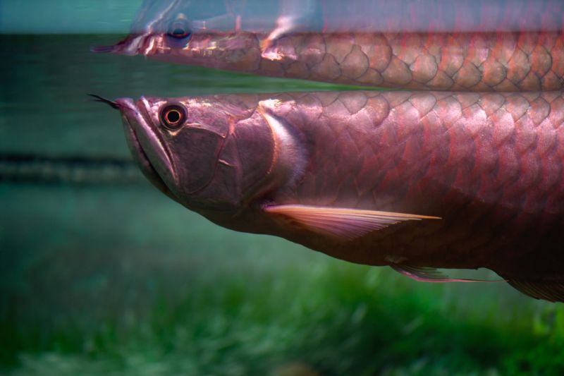 Arowana Dragon Fish