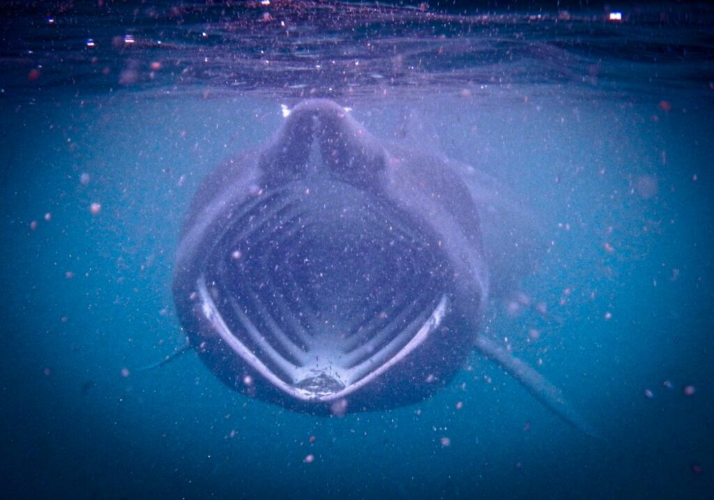 Basking Shark