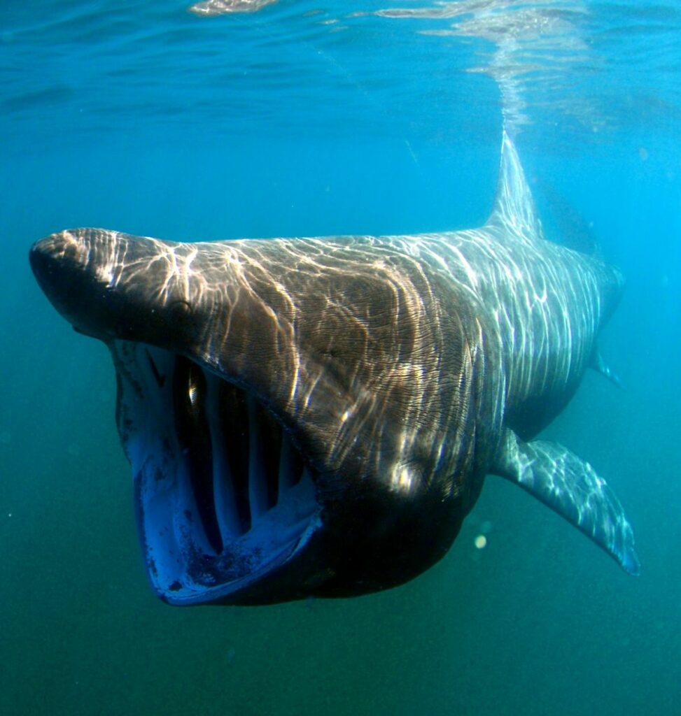 Basking Sharks: the Open Water Filter Feeder