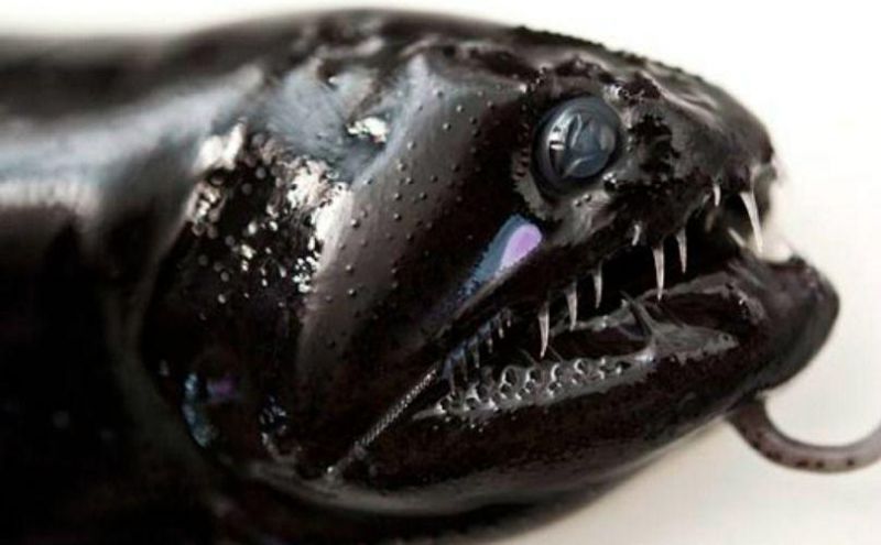 Black Dragonfish