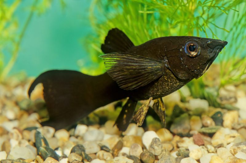 Black Molly Fish Lifespan