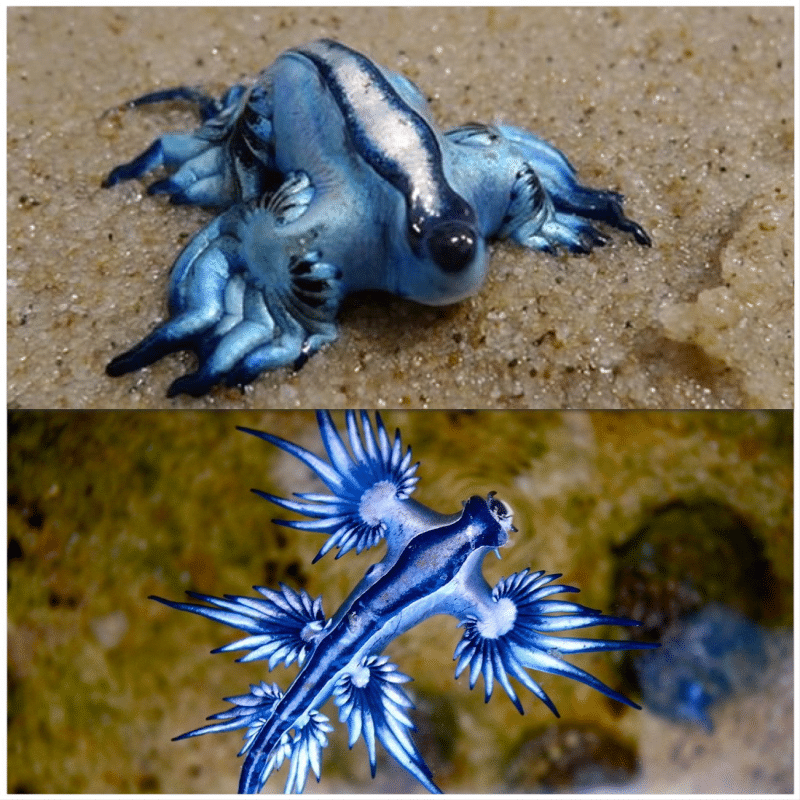 Blue Glaucus Dragon Fish