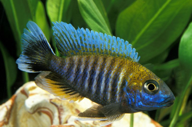 Blue Peacock Cichlid