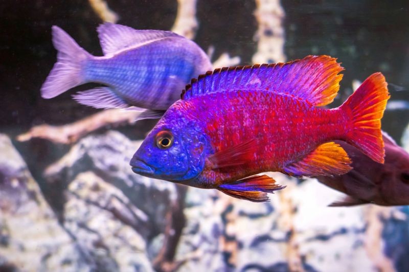 Breeding the Peacock Cichlid