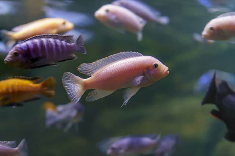 Caring for Peacock Cichlids