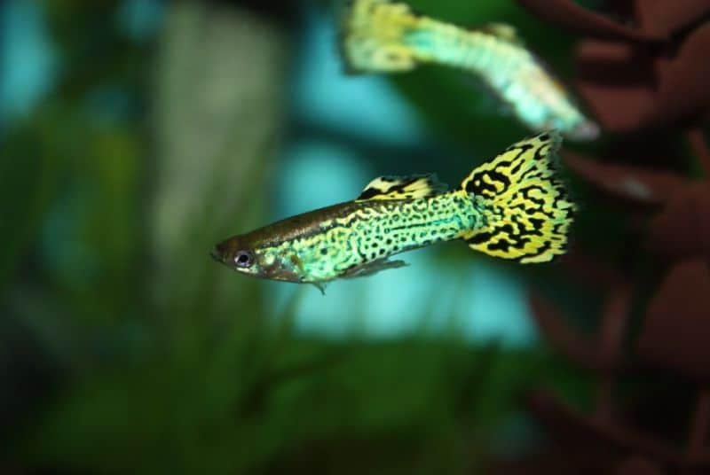 Cobra Guppy