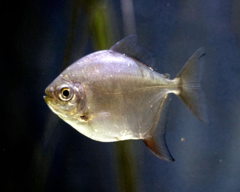 Common Silver Dollar Fish