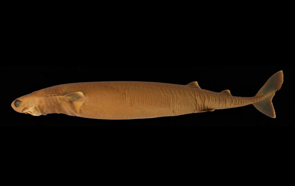 Cookiecutter Shark: the Tiny Master Hunter