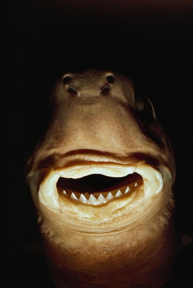 Cookiecutter Shark