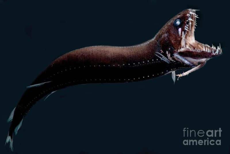 Deepsea Dragon Fish