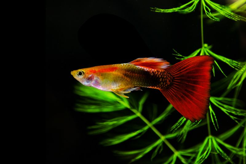 Delta Tail or Triangle Tail Guppy