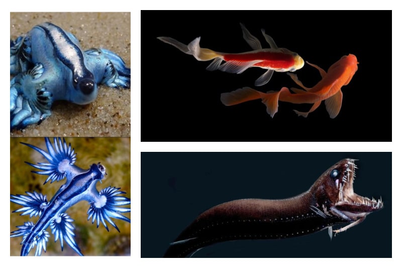 Dragon Fish