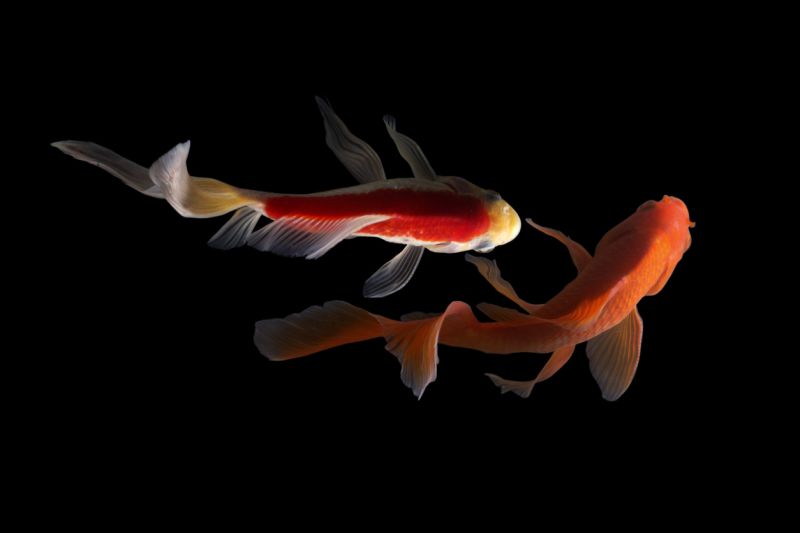 Dragon Koi Fish