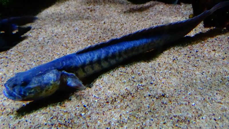 Dragon Violet Goby