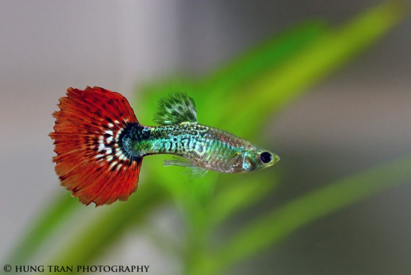 Fantail Guppy