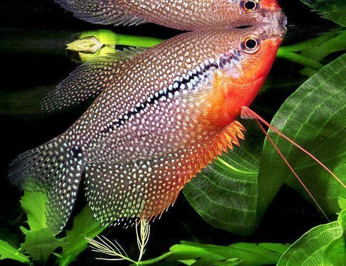 Feeding Pearl Gouramis