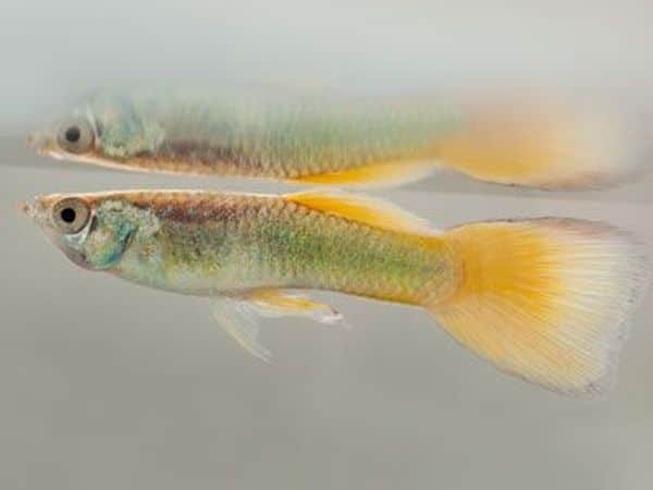 Flag Tail Guppy