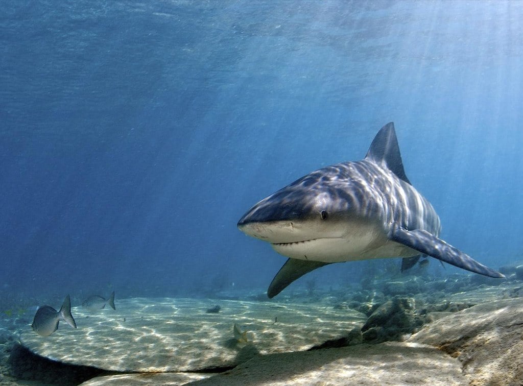Freshwater Bull Shark: a Dangerous Opportunist