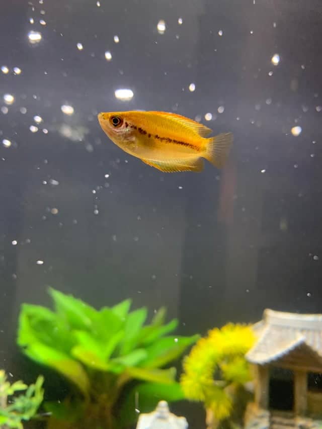 Gold Honey Gourami