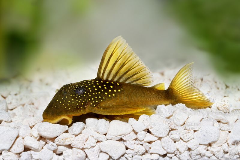 Gold Nugget Pleco Care