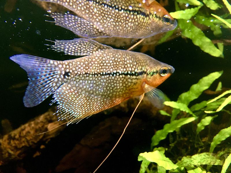 Golden Pearl Gourami