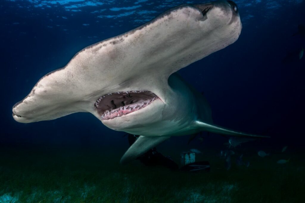 Great Hammerhead Shark: the Alien Shark