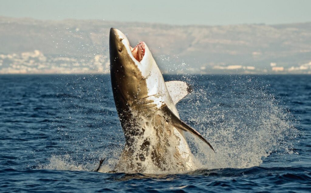 Great White Shark: Jaws, Incarnate