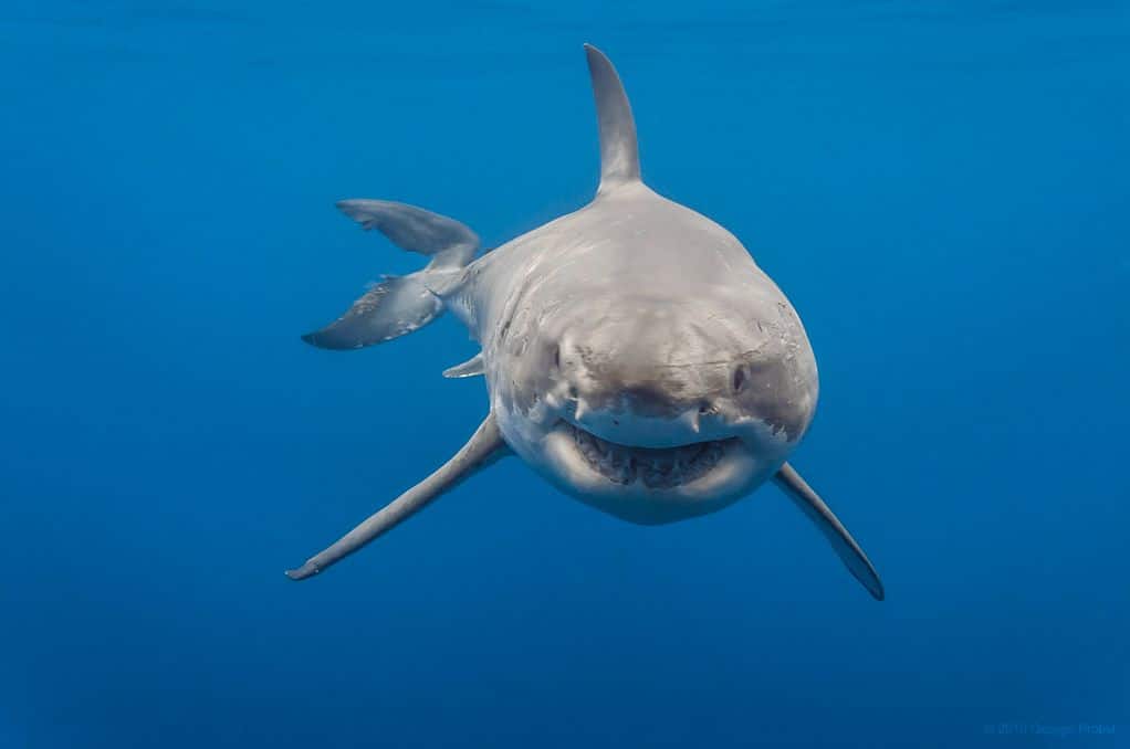 Great White Shark