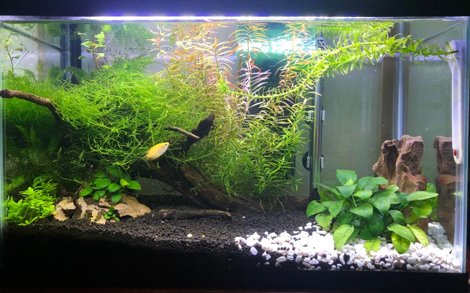 Honey Dwarf Gourami Tank Size