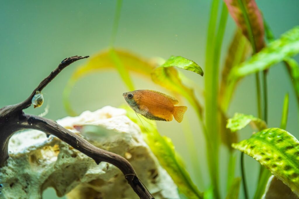 Honey Gourami