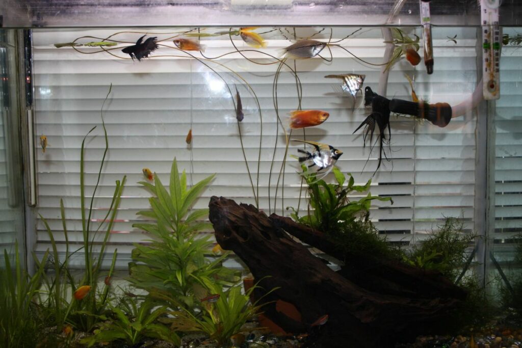 Honey Gourami Tank Mates