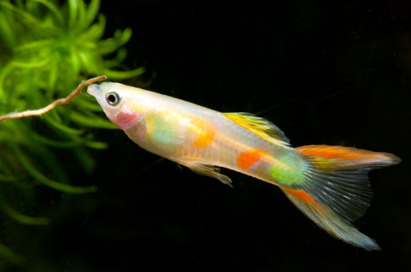 Lyretail Guppy