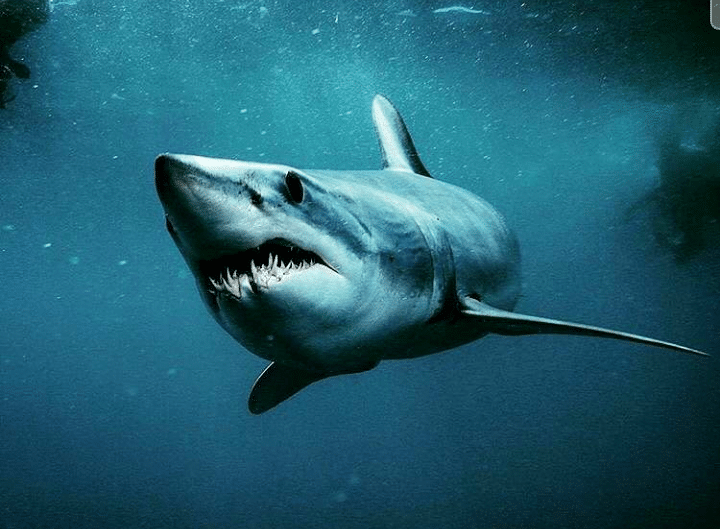 Mako Shark