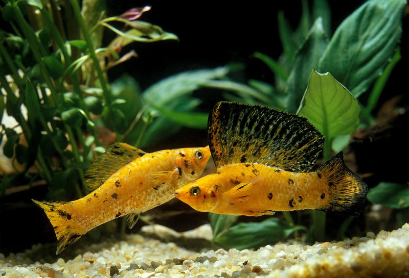 Male vs Female Molly Fish