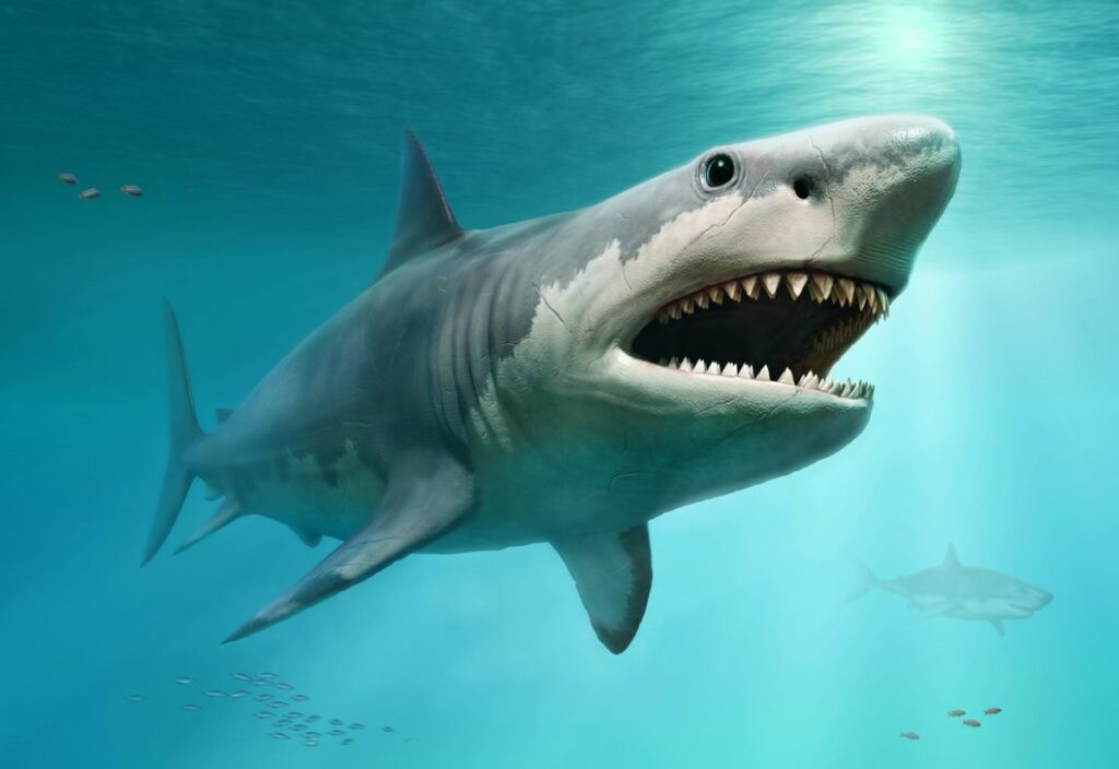 Megalodon: Monster Shark of Prehistory