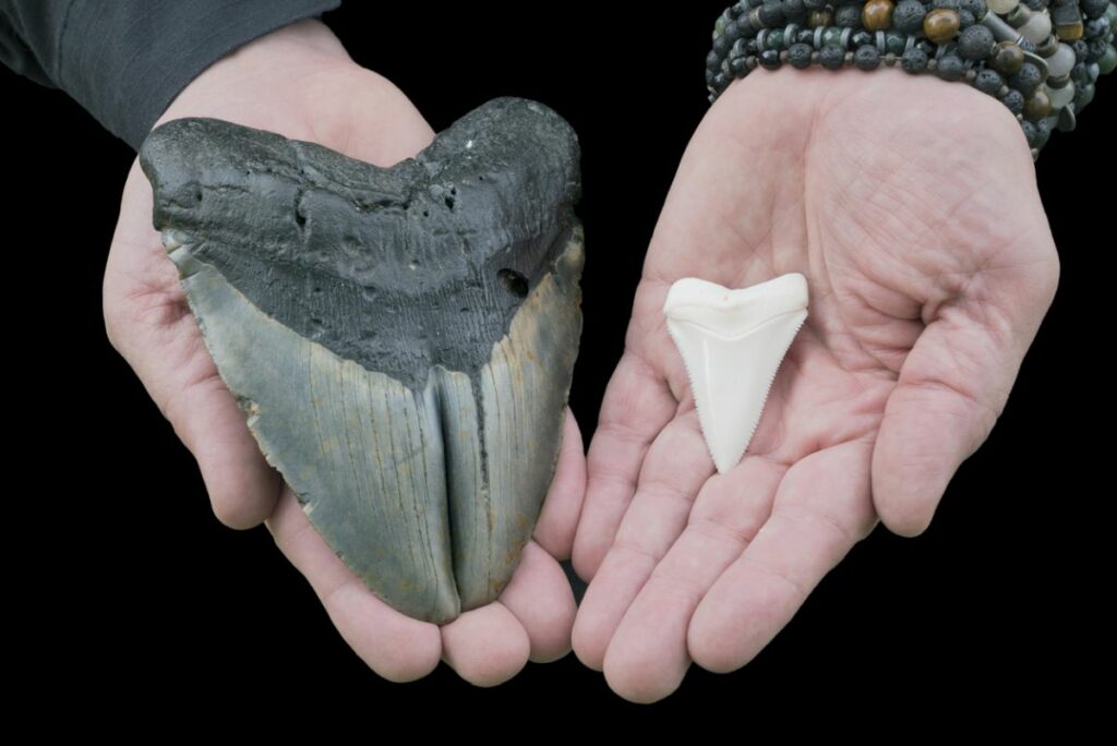 Megalodon vs Great White Shark Tooth