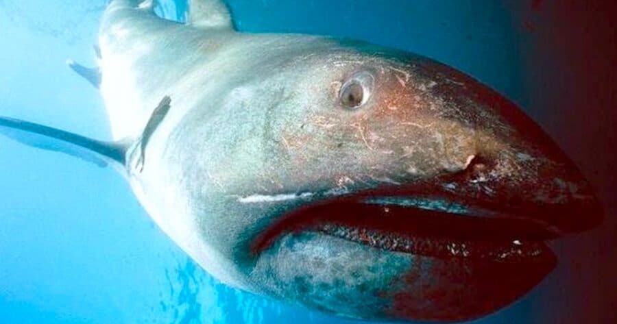 Megamouth Shark