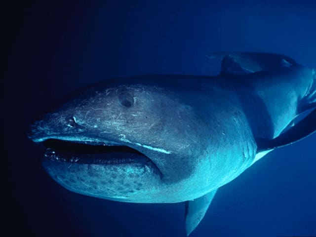 Megamouth Shark: an Extraordinary Discovery