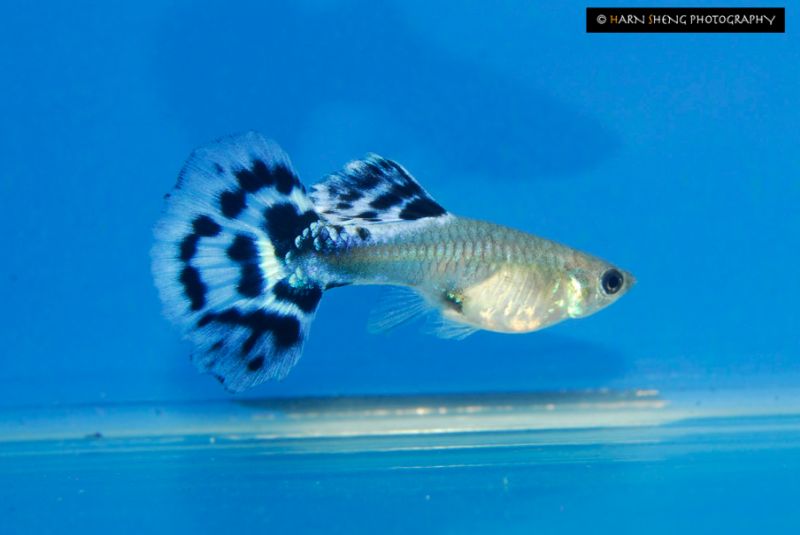 Mosaic Guppy