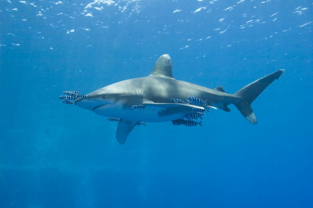 Oceanic Whitetip Shark