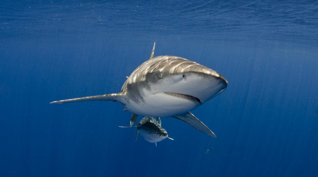 Oceanic Whitetip Shark: the Shipwreck Hunter