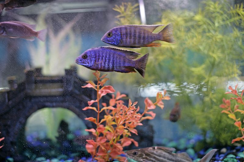 Peacock Cichlid Tank Mates