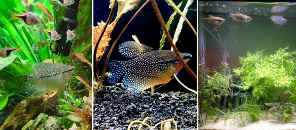 Pearl Gourami Care, Feeding, and Breeding!