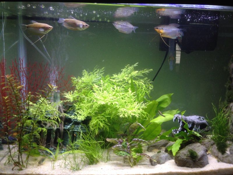 Pearl Gourami Tank Size