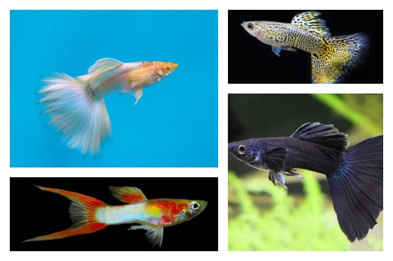Rare Guppy Breeds That You Have to Check Out